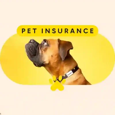 Dog insurance