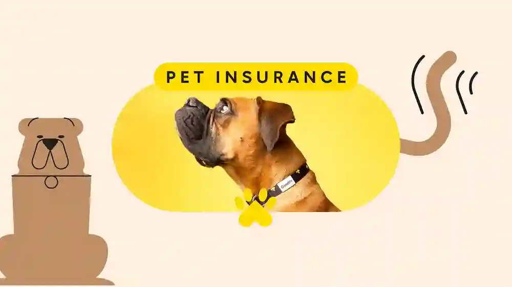 Dog insurance