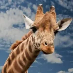 Giraffe Puns