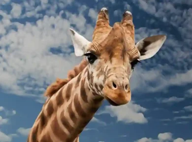 Giraffe Puns