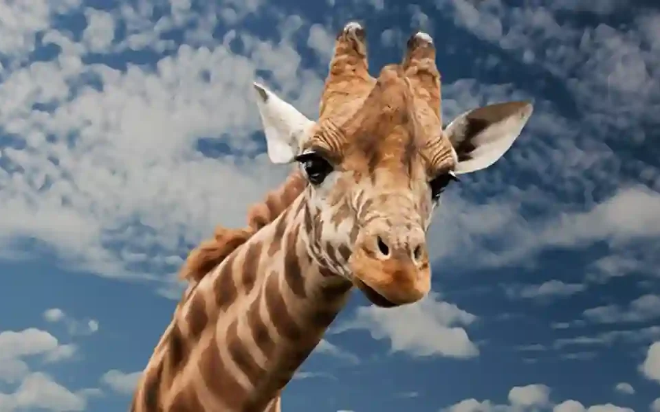 Giraffe Puns