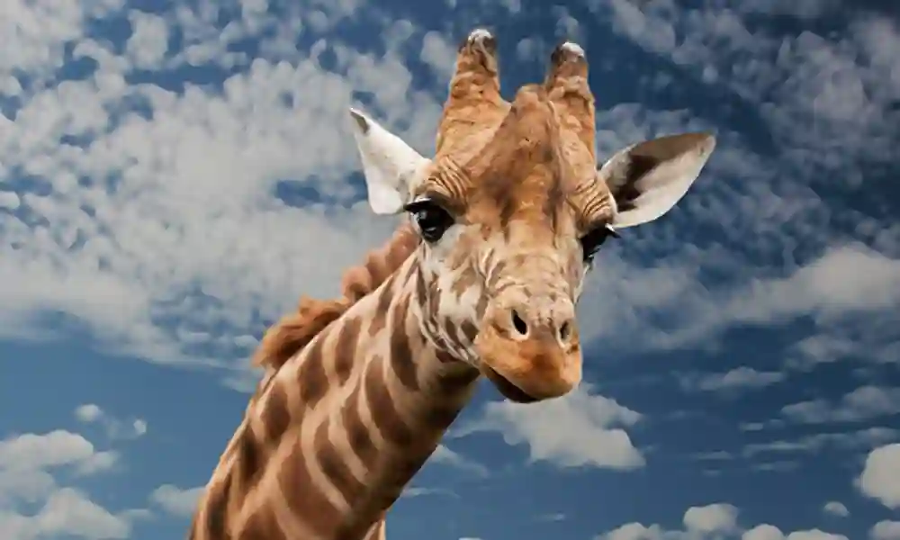 Giraffe Puns